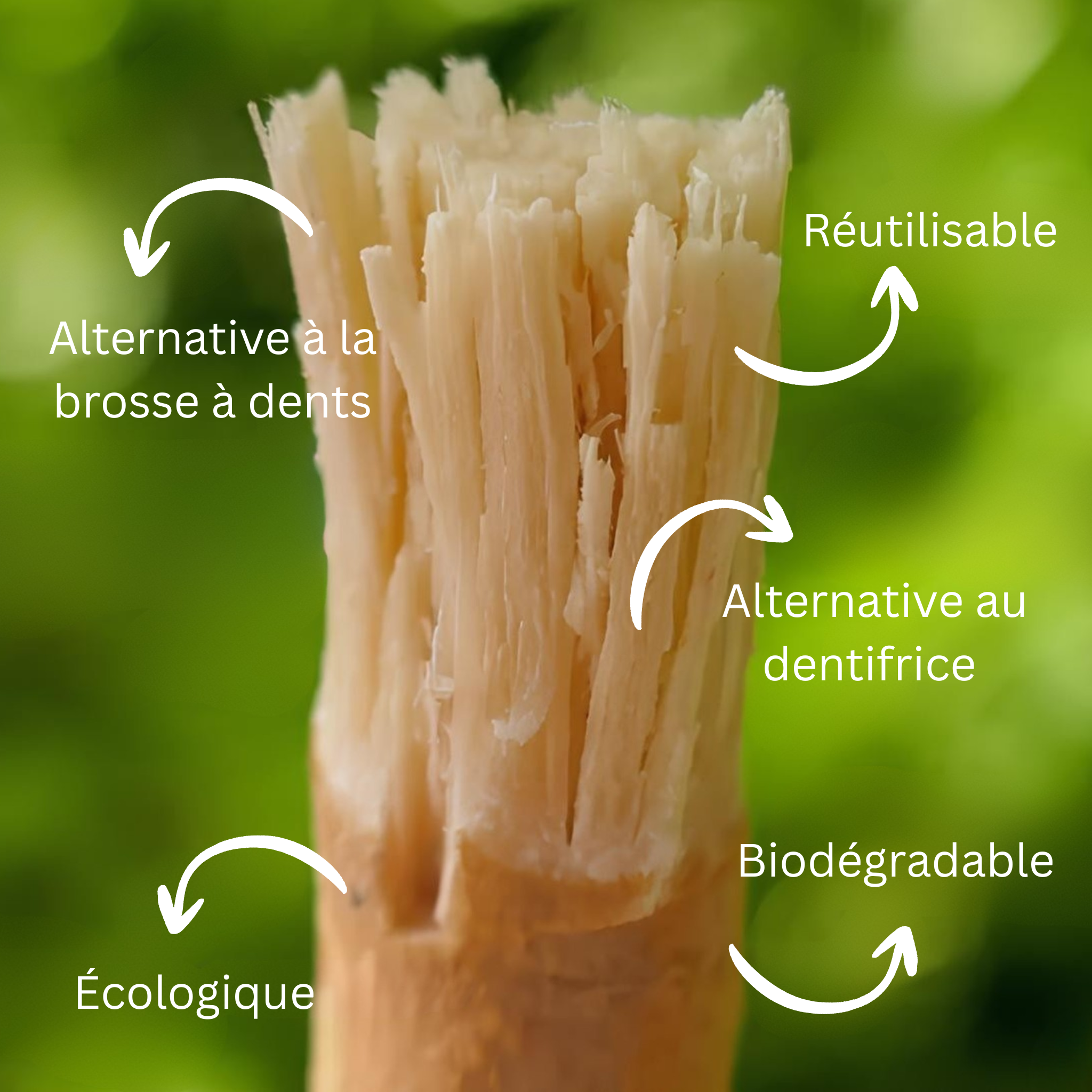 Siwak Blanchissant | Miswak Naturelle